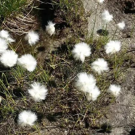 Haus Zur Kapelle * Sankt Gallenkirch